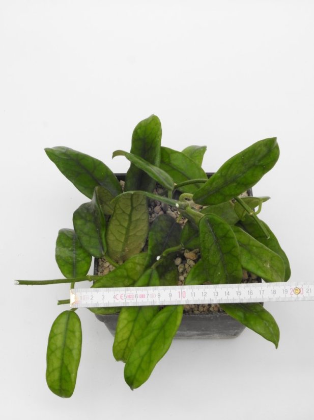 Hoya globulosa