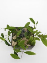Hoya padangensis