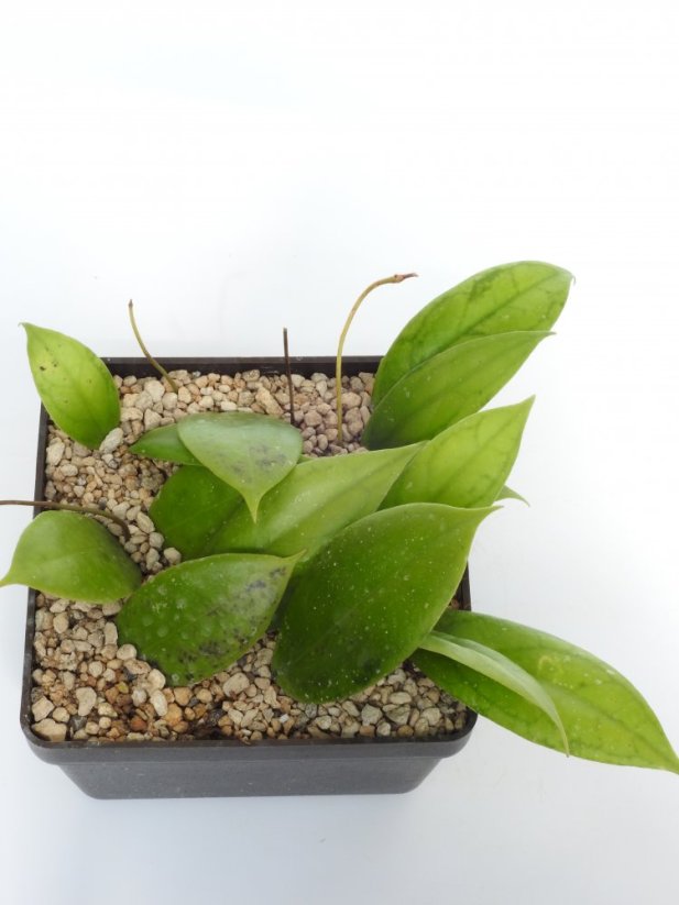Hoya Juannguoiana