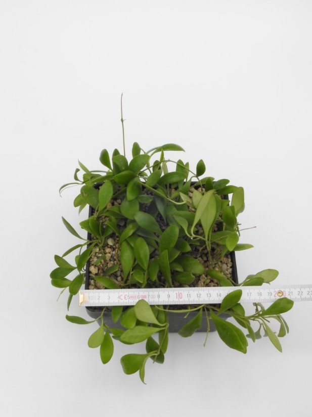 Hoya pallilimba