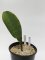 Sansevieria hyacinthoides mozambique  No.19