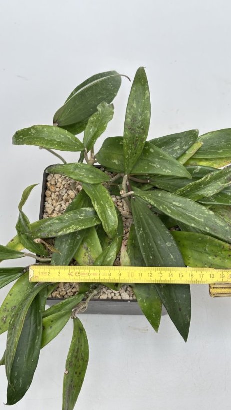 Hoya rigida IML 1424