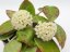 Hoya subquintuplinervis