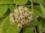 Hoya parasitica black edge