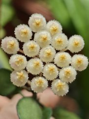 Hoya krohniana black