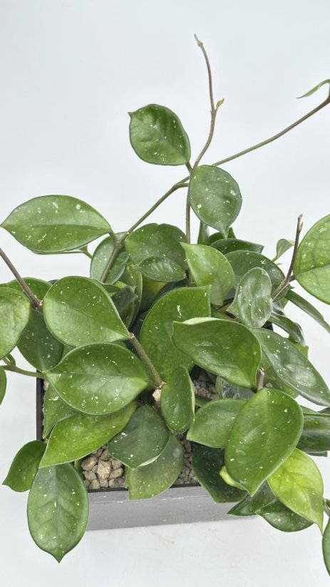 Hoya carnosa round leaf