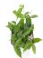 Hoya cystiantha