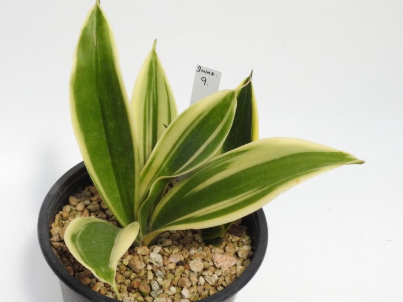 Sansevieria trifasciata silver princess  No.9