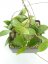 Hoya prachinburi black leaves