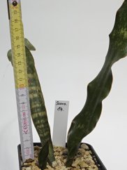 Sansevieria kirkii var. pulchra  No.14