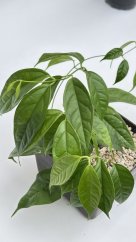Hoya linusi