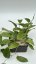 Hoya latifolia