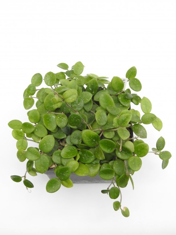 Hoya cv. mathilde