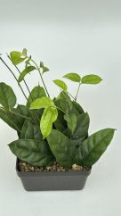 Hoya danumensis blute weis rot