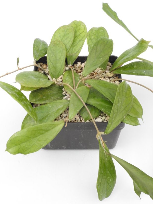 Hoya Flagellada II Aff