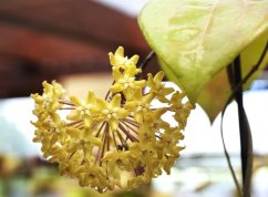 Hoya pentaphlebia