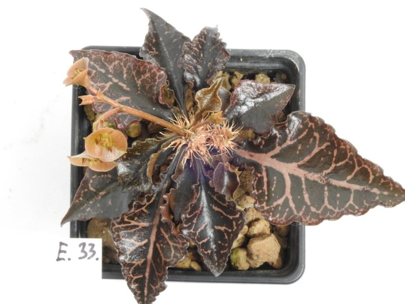 Euphorbia francoisii hybrid  No.33