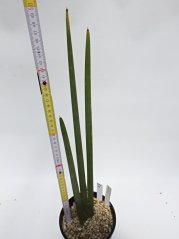 Sansevieria pearsonii No.16