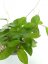 Hoya elliptica Philippines