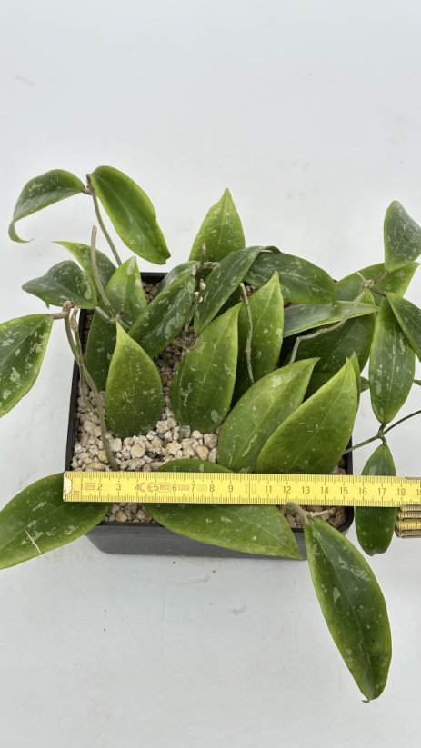 Hoya rangsan