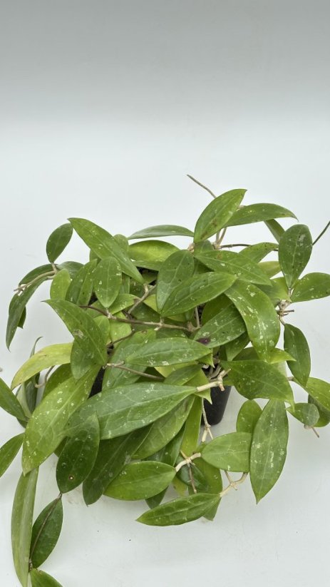 Hoya acuta red leaf