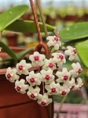 Hoya David's Cup Green