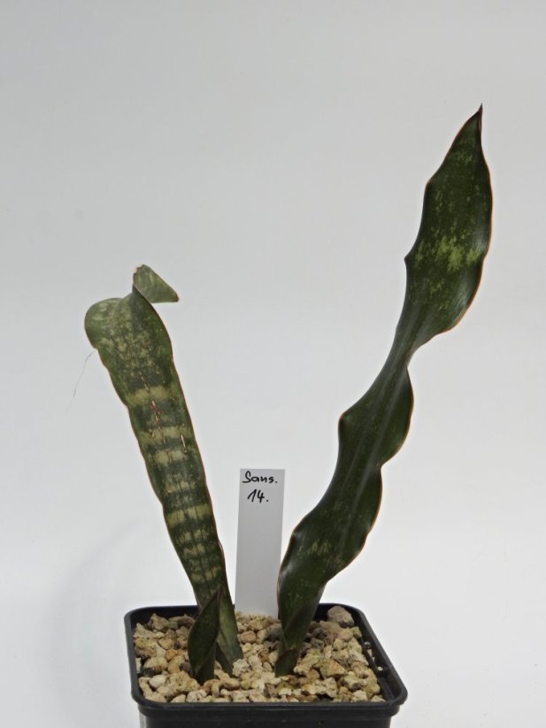 Sansevieria kirkii var. pulchra  No.14