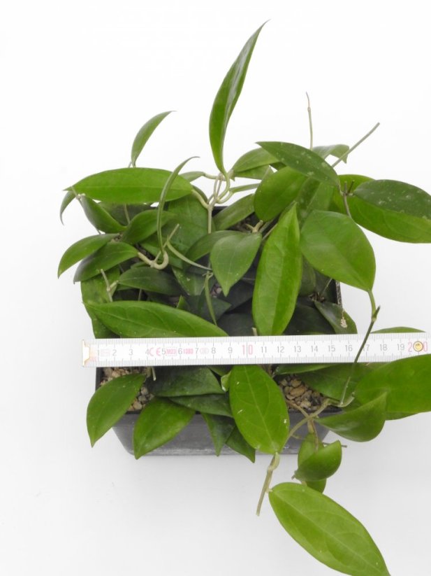 Hoya erythrostemma