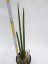 Sansevieria pearsonii  No.16