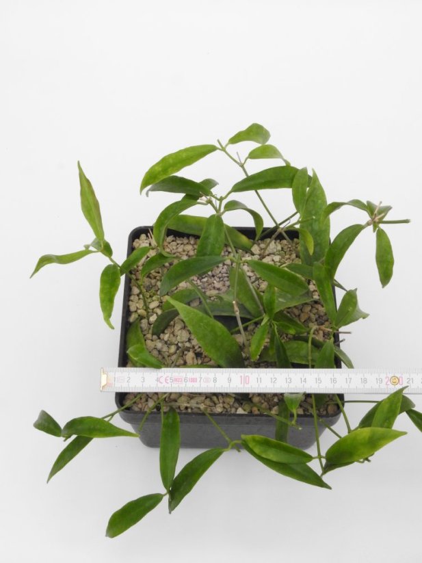 Hoya filiformis